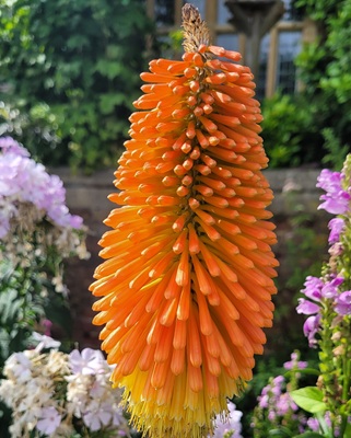 Image of Red Hot Poker