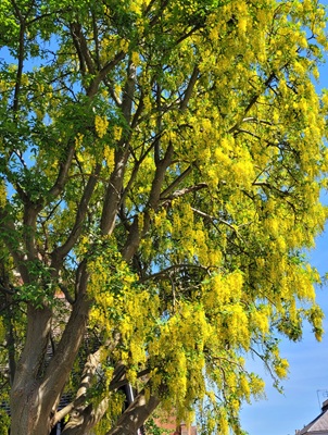 Image of Laburnum