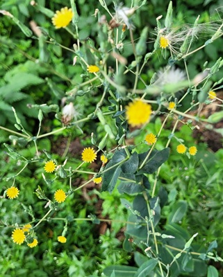 Image of Prickly Lettuce