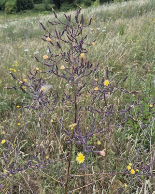 Image of Wild Lettuce