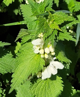 Image of White Deadnettle