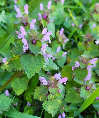 Image of Purple Deadnettle