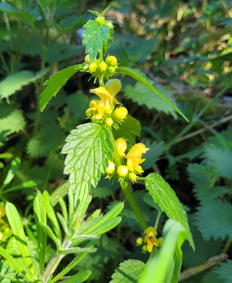 Yellow Archangel
