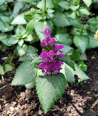 Image of Spotted Deadnettle