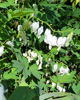 Image of Bleeding Heart