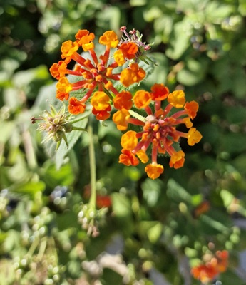 Image of Yellow Sage