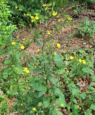 Image of Common Nipplewort