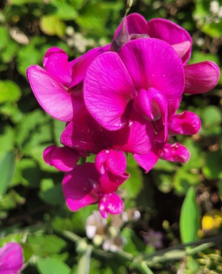 Image of Perennial Pea
