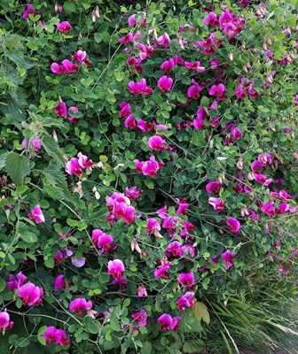 Two-flowered Everlasting Pea
