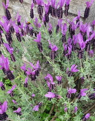 Image of Topped Lavender