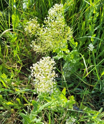 Hoary Cress