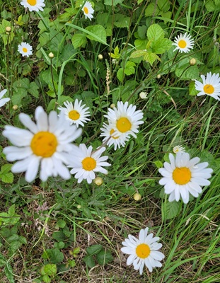 Image of Oxeye Daisy
