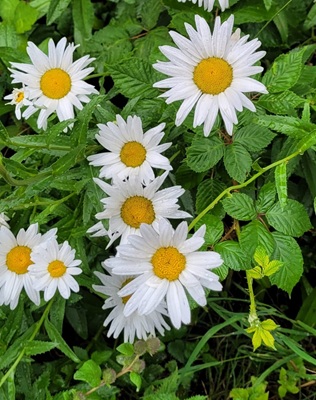Image of Shasta Daisy