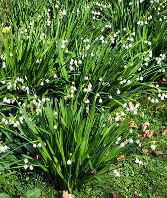 Image of Summer Snowflake