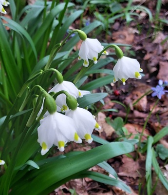 Image of Spring Snowflake