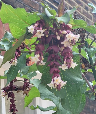 Image of Himalayan Honeysuckle