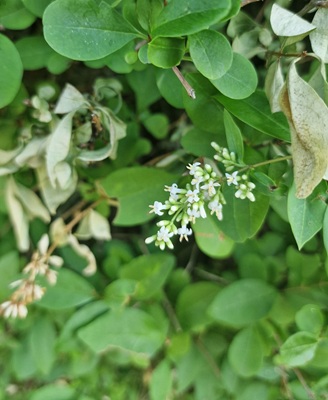 Garden Privet