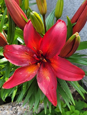 Image of Orange Lily