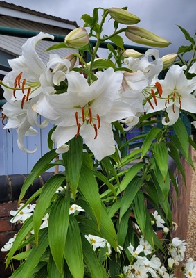 Image of Madona Lily