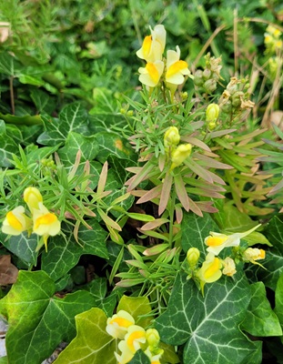 Image of Yellow Toadflax