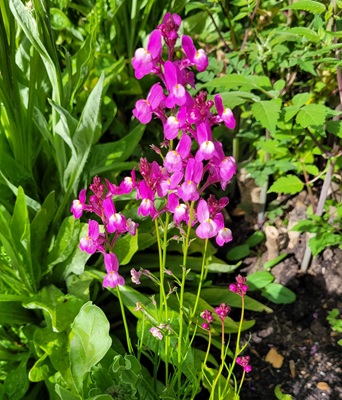 Moroccan Toadflax