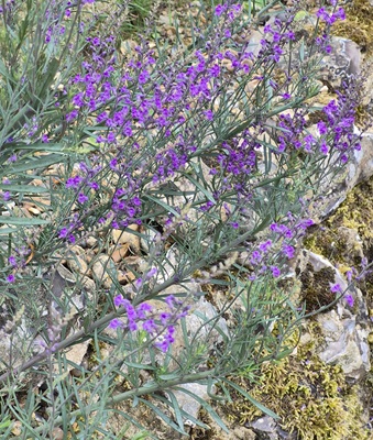 Image of Purple Toadflax