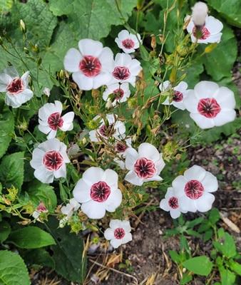 Image of Scarlet Flax