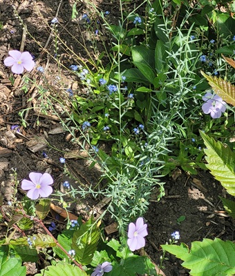 Image of Perennial Flax