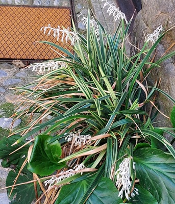 Image of Big Blue Lilyturf