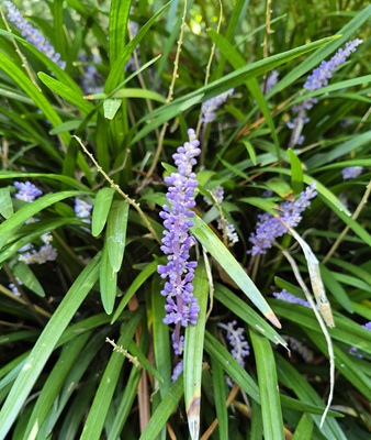 Big Blue Lilyturf