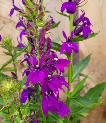 Image of Lobelia