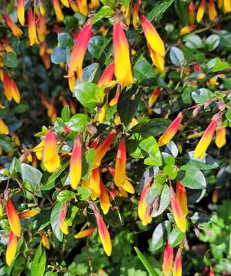 Sierra Madre Lobelia