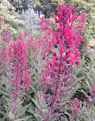Cardinal Flower