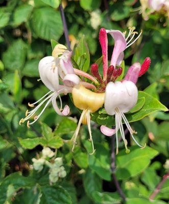 Image of Honeysuckle