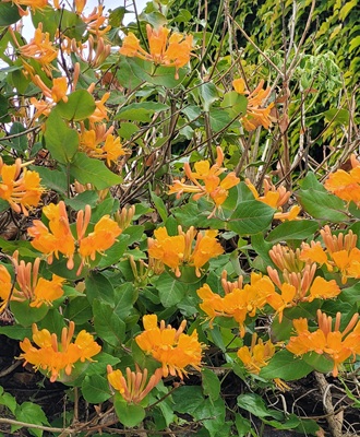 Image of Perfoliate Honeysuckle