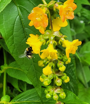 Image of Twinberry Honeysuckle