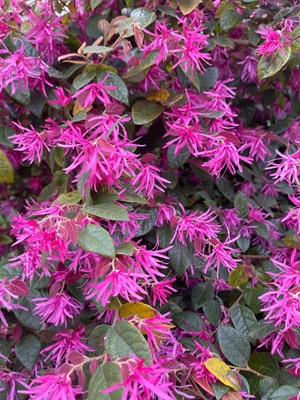 Image of Fringe Flower