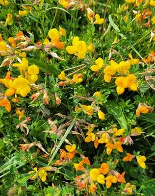 Image of Bird's Foot Trefoil