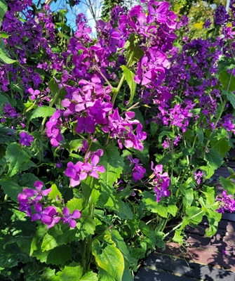 Image of Annual Honesty