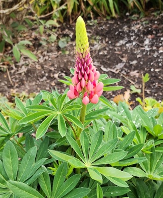 Image of Garden Lupin