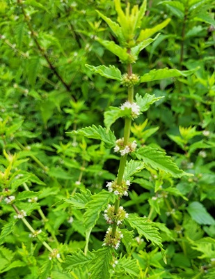 Image of Bugleweed