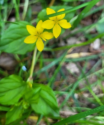 Image of Yellow Pimpernel