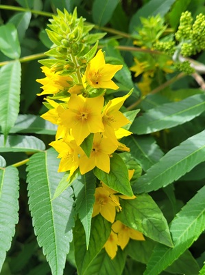 Image of Yellow Loosestrife