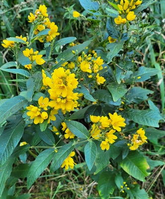 Image of Yellow Loosestrife