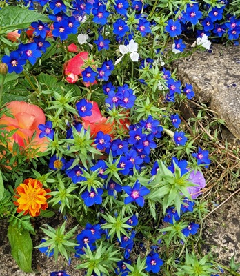Image of Blue Pimpernel