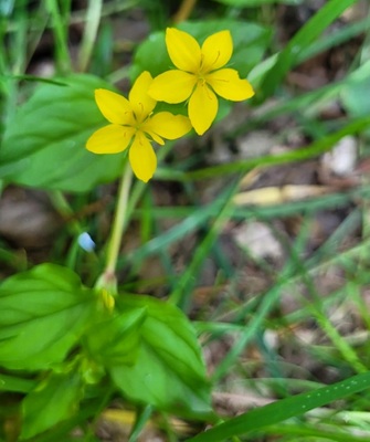 Yellow Pimpernel