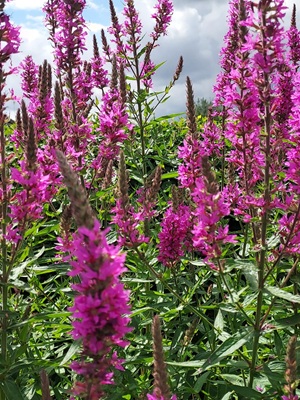 Image of Purple Loosestrife