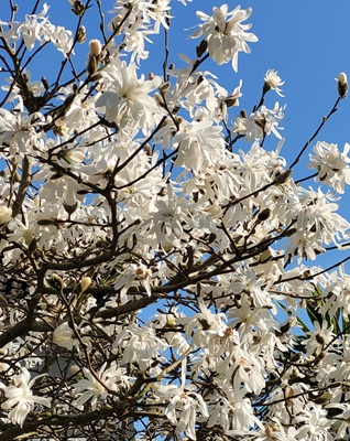 Image of Star Magnolia