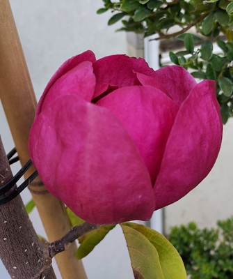 Lily Magnolia