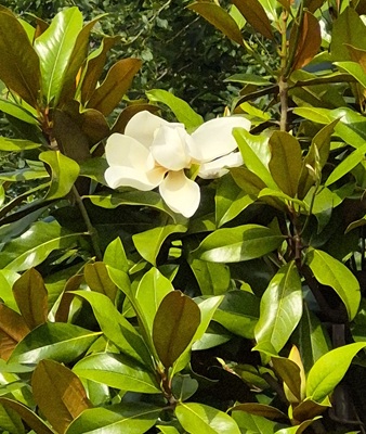 Southern Magnolia